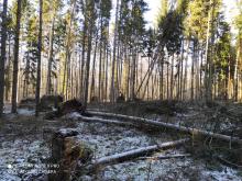 Szkody od wiatru i zakaz wstępu do lasu w Nadleśnictwie Wyszków